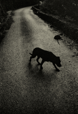 Chien noir, 2018