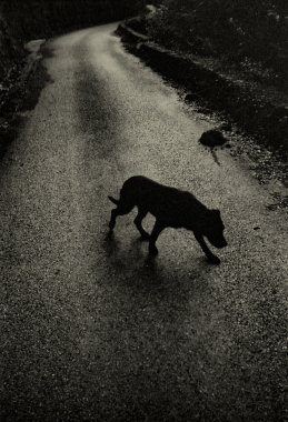 Chien noir, 2018