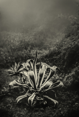 Lagave americana, 2012