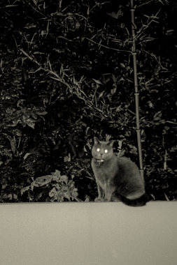 Le chat, 2018
