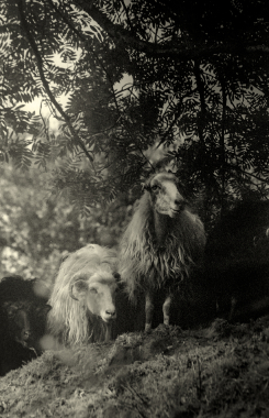 Moutons, 2015