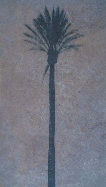 Cirée
