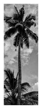 Tree of life #4