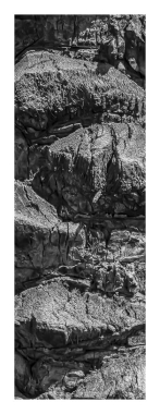 Tree of life #5