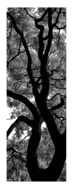 Tree of life #6