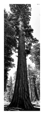Tree of life #1