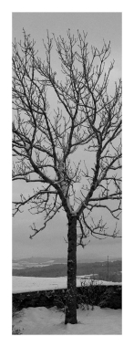 Tree of life #7