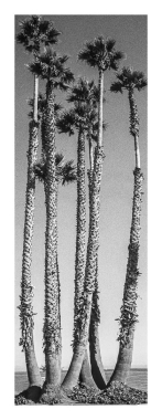 Tree of life #8