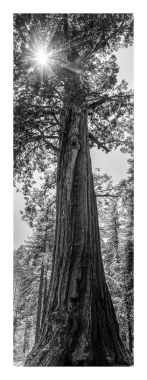 Tree of life #2
