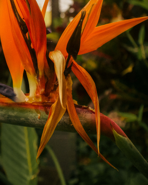 Maui flower