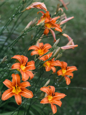 Les fleurs de B.
