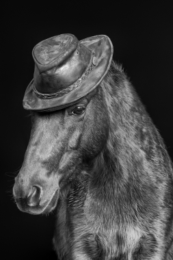 Cowboy