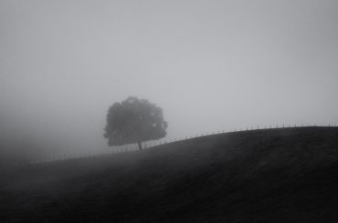 L'arbre dans la brume, 2013