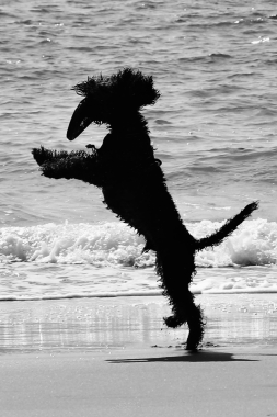 Frisbee Time