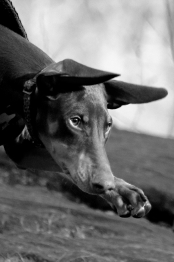 Super Dog