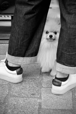 Peek-a-pommy