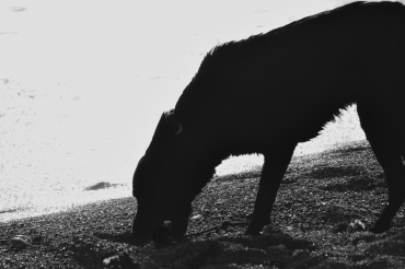 Canis