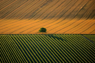 France, 45°42' N - 0°17' W