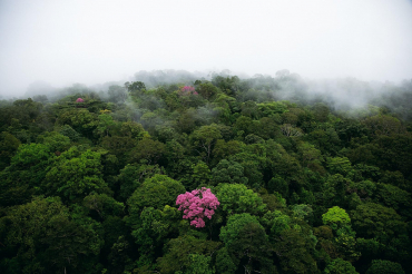 Guyane française, 4°30’ N – 52°00’ O