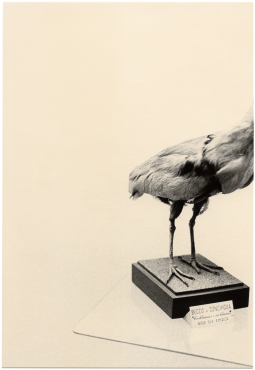 Untitled (bird and beak), 2019