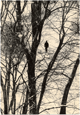 Untitled (branches), 2024