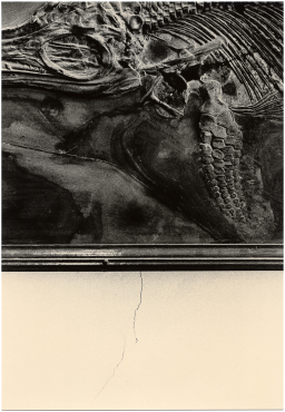 Untitled (fossil and wall), 2019