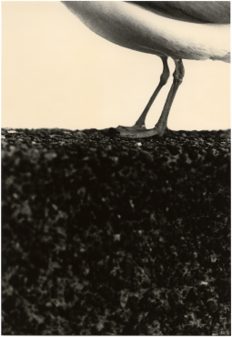 Untitled (seagul), 2024