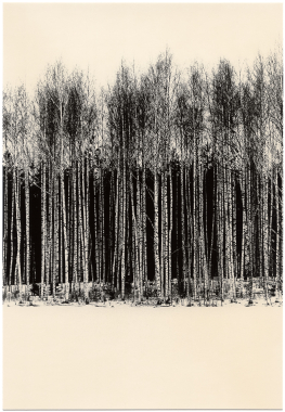 Untitled (birch trees), 2025