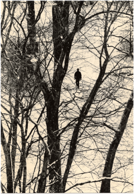 Untitled (branches), 2024