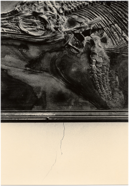 Untitled (fossil and wall), 2019