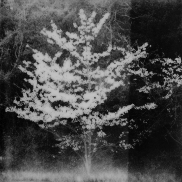 Arbre de vie, île de Teshima, 2024