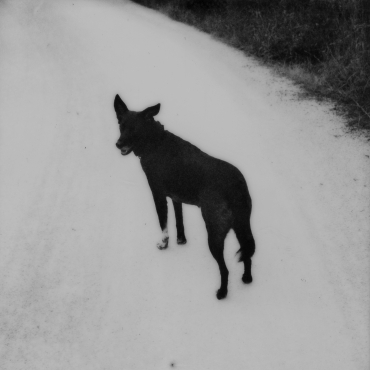 Lucky, île d’Yeu, 2023