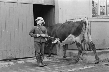 L'enfant et la vache, 1974