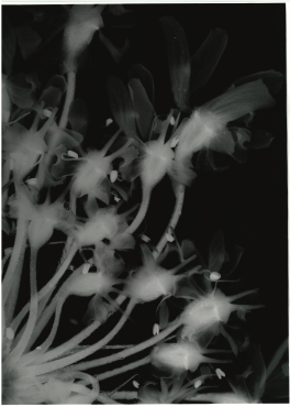 Heracleum Sphondylium 2, 2022