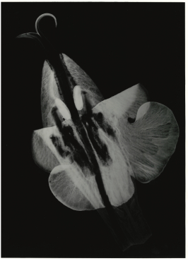 Salvia Microphylla, 2022