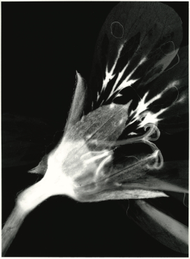 pelargonium graveolens, 2020