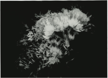 Ageratum Hustonianum 1, 2021