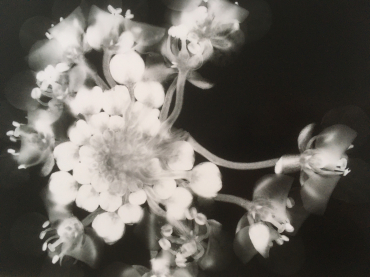 Alyssum-Lobularia Maritima, 2020