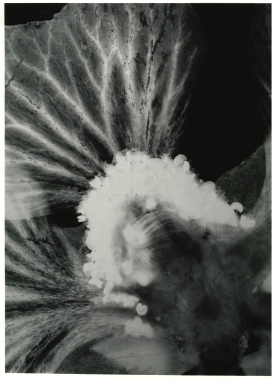 Anisodontea Capensis 2, 2022