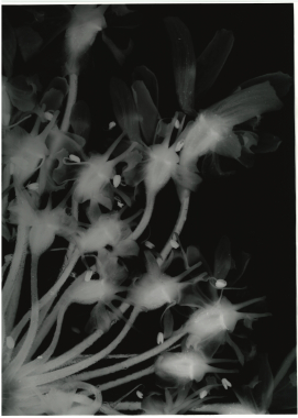 Heracleum Sphondylium 2, 2022