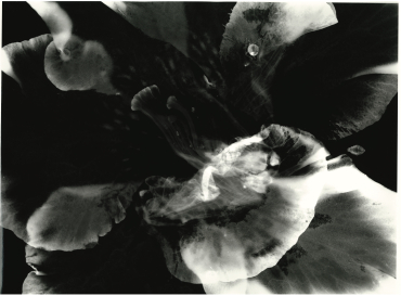 Rhododendron Indicum, 2020
