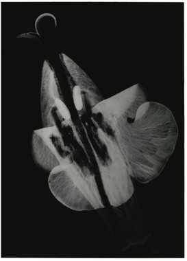 Salvia Microphylla, 2022
