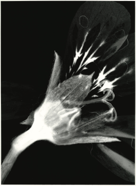 pelargonium graveolens, 2020