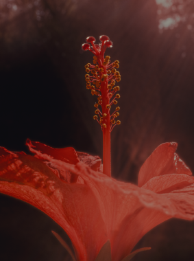 For one day, the mountain held this flower alive.