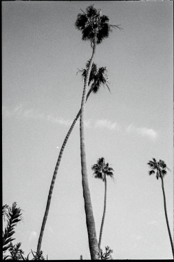 I had never seen trees dancing before.