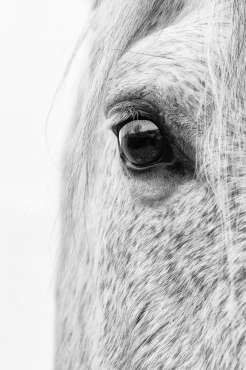 Portrait d'un cheval