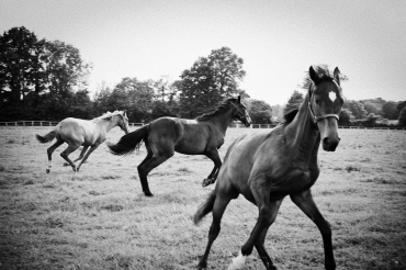 Trois chevaux dans un champ