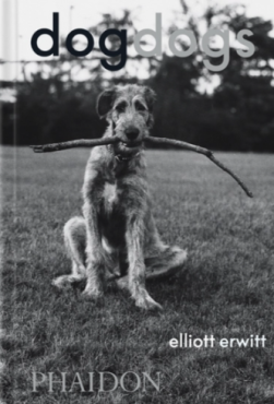 DogDogs