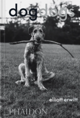 DogDogs