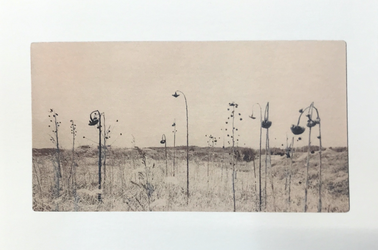 Miho Kajioka Flowers bloom, butterflies come (cartes postales)